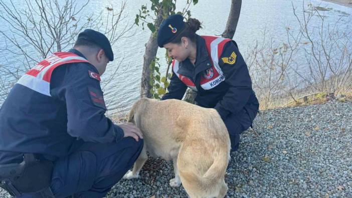 Elazığ’da jandarmalar sokak hayvanları için çalıştı