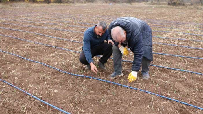 Erzincan’da binlerce böğürtlen toprakla buluştu