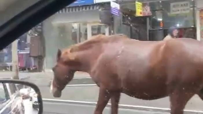 Tekirdağ’da sokaklarda gezen başıboş atlar şaşırttı