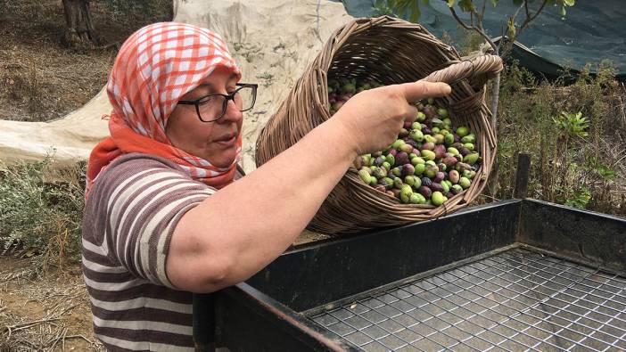 Aydın'da zeytin üreticisi dertli