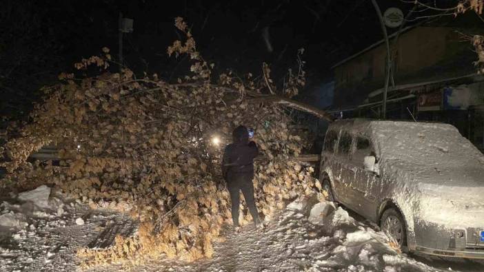 Tunceli’de fırtına, ağaçları yerle bir etti