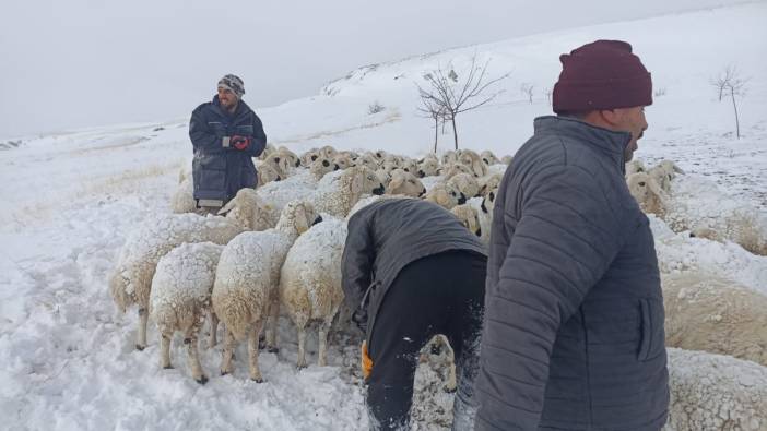 Malatya'da 100 küçükbaş hayvan donarak telef oldu