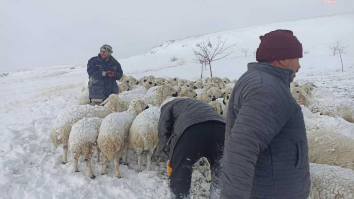 Malatya’da 220 küçükbaş hayvan donarak telef oldu