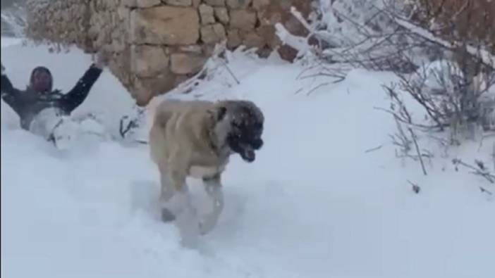 Kangal köpeğiyle kayak yaptı