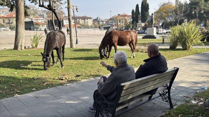 Tekirdağ’da atlar halka karıştı