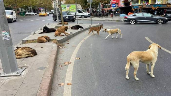 Sokak köpekleri vatandaşları canından bezdirdi