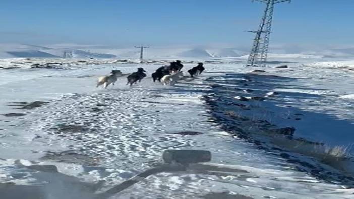 Sürü halindeki yılkı atları göz kamaştırdı