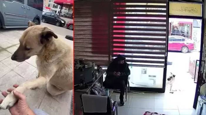 Sokak köpeğinden anlamlı jest! Kendisini besleyen kişiye tavuk budu getirdi