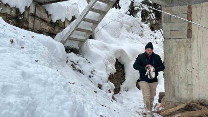 Yusufeli'nde kar altında mahsur kalan kediler için seferber oldular