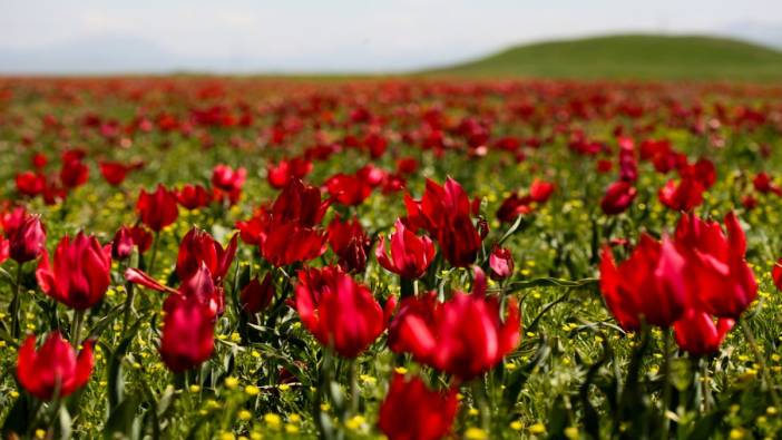 Türkiye'de yerel bitki türlerinin korunması ve yeni projeler...