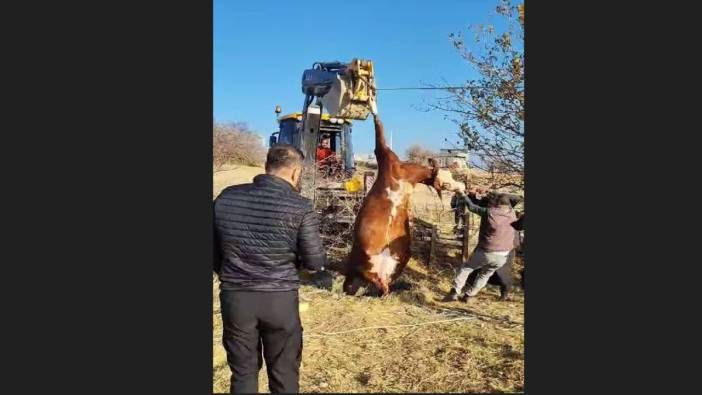 Kuyuya düşen inek için zamanla yarış