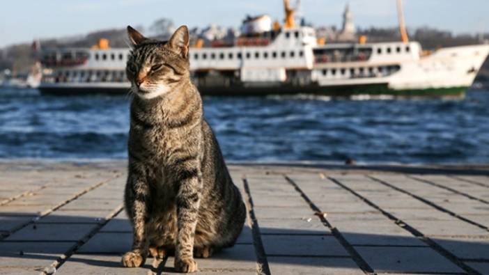 İstanbul’un ikonik sokak kedileri... Sanat ve şehrin sembolü haline gelen dostlar