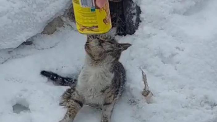 Erzurum'da başı konserve kutusuna sıkışan kediyi 2 kardeş kurtardı