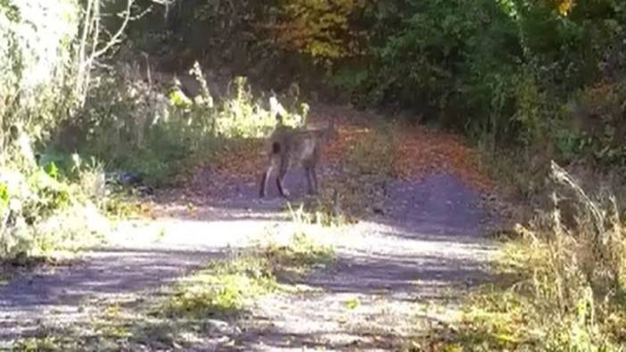 Düzce'de ormanın kralı fotokapana yakalandı