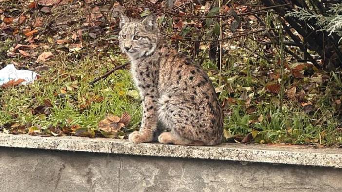 Tokat'ta nesli tehlikede olan vaşak görüldü