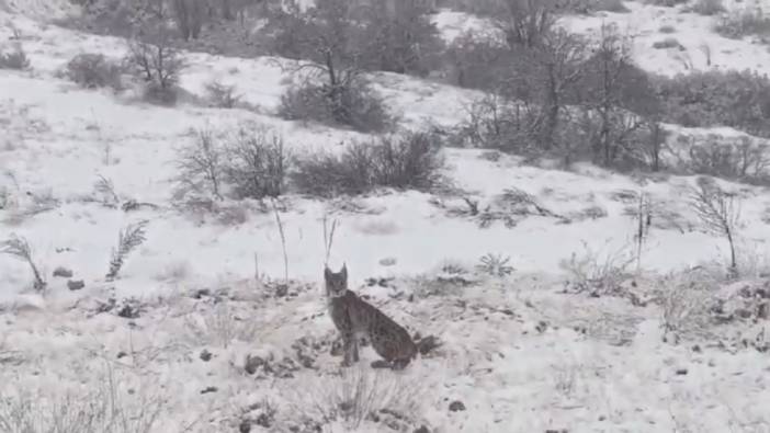 Kırmızı listedeki vaşak kendini Erzincan’da gösterdi