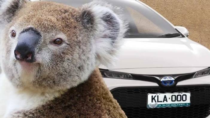 Avustralya hükümetinden koala bakıcılarına plaka desteği