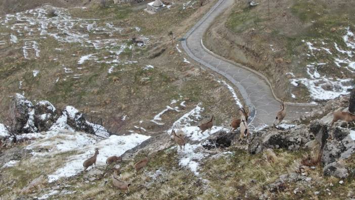 Palu Kalesi’nde dağ keçileri dronla havadan böyle görüntülendi