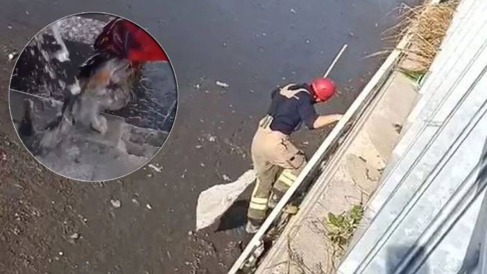 Ayamama Deresi'ne düşüp çamura saplanan kedinin imdadına itfaiye koştu
