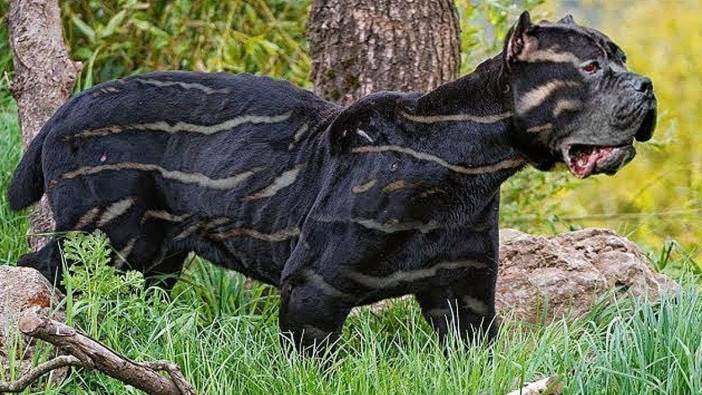 Dünyanın en nadir köpek cinsleri... İşin uzmanları anlatıyor