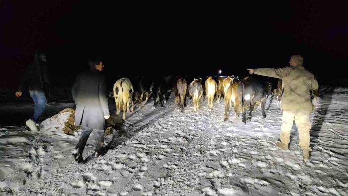 Jandarma ekipleri kayıp hayvanları gün ağarmadan buldu