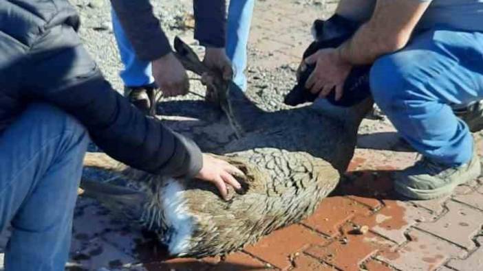 Kastamonu'da denize düşen karacaya yardım eli