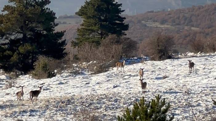 Bolu’da Karaca sürüsü böyle görüntülendi