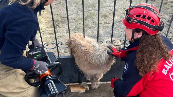 Balıkesir’de bahçe kapısına sıkışan köpek kurtarıldı