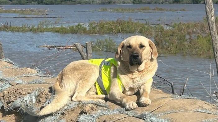 Kazakistan’ın Kahraman Köpeği'ne anıt yapılıyor