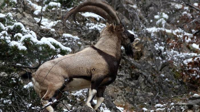 Erzincan’da yaban keçileri görüntülendi