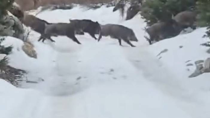 Niğde’de yaban domuzu sürüsü görüntülendi