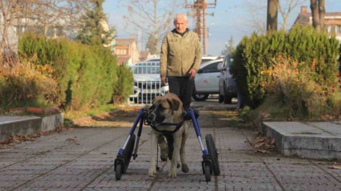 Ordu'da sakat kalan köpeğini yürüteç ile hayata bağladı