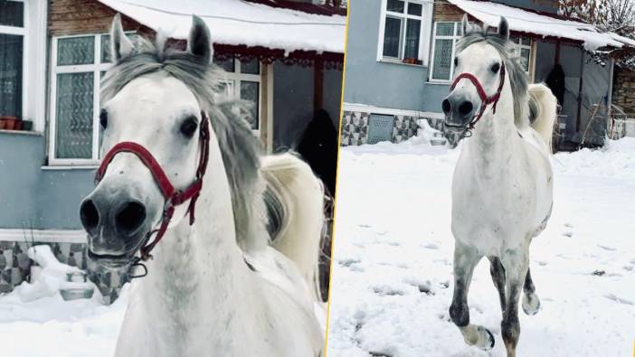 İsmiyle seslenilince koşarak sahibinin yanına geliyor! O anlara beğeni yağdı