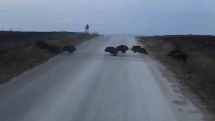 Çorum’da domuz sürüsü kameraya yakalandı