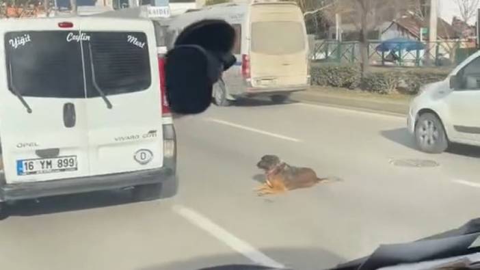 Köpeğin keyfi trafiğe kilitledi