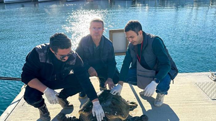 Muğla’da yaralı caretta caretta emin ellerde