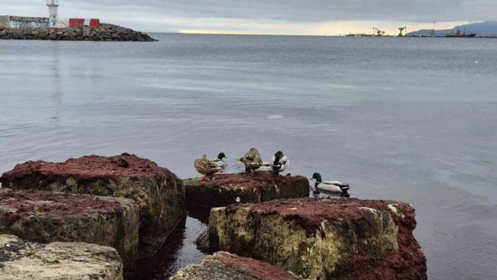 Marmara Denizi’nin kıyılarında kızıl yosun alarmı