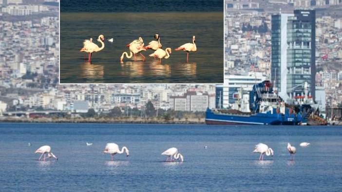 Flamingolar ve pelikanlar körfezi yeniden renklendirdi