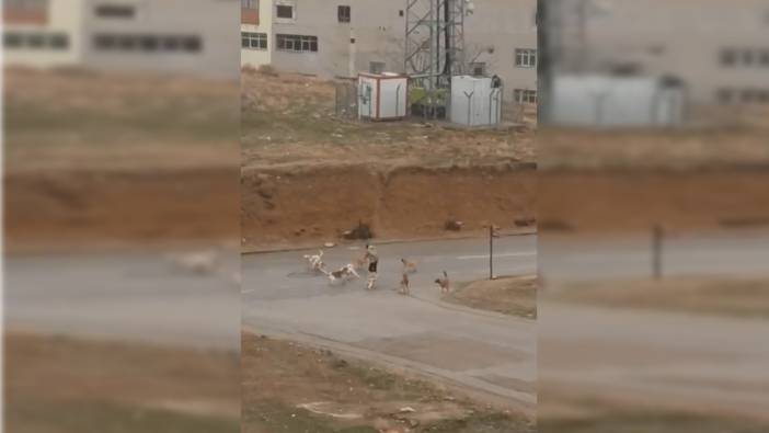 Yolda yürüyen adama 9 köpek birden saldırdı