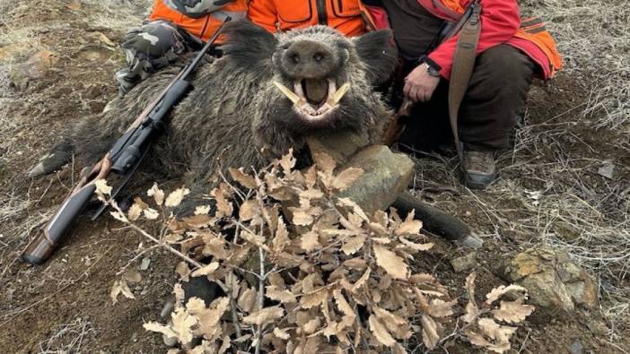 Elazığ’da avcılar 250 kiloluk domuz avladı