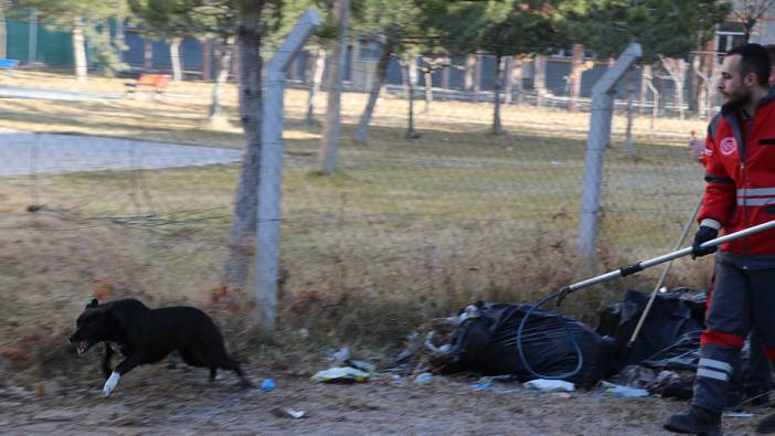 Kayseri’de Zeynep’i ısıran köpek, ekiplerden kaçtı