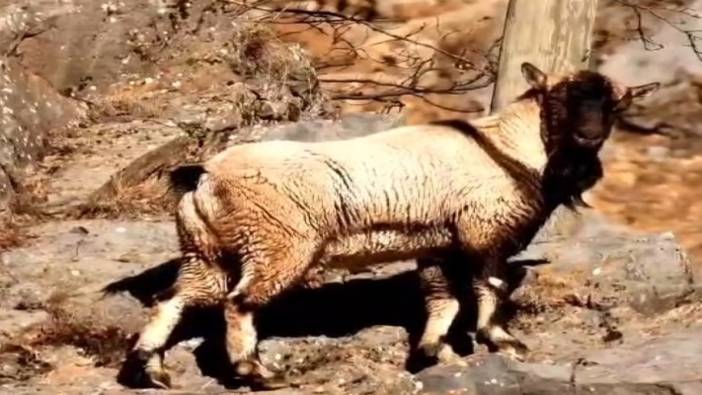 Tunceli'de boynuzsuz yaban keçisi görüntülendi