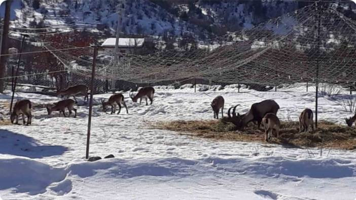 Antalya’nın ürkek misafirleri yaban keçileri mahalleye indi