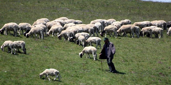 Çoban çalıştırana 5 bin lira!