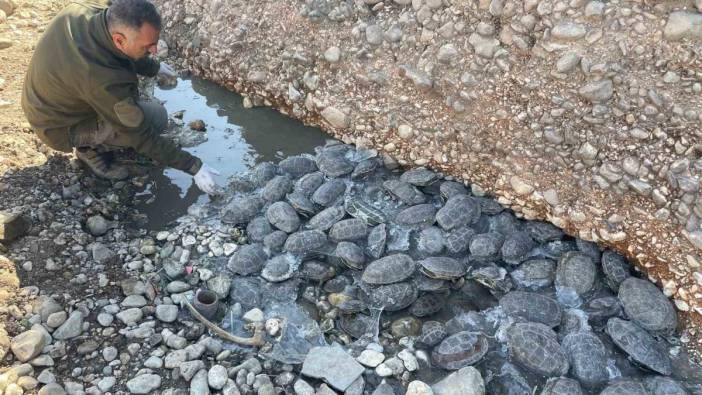 Şanlıurfa'da mahsur kalan 316 kaplumbağaya yardım eli