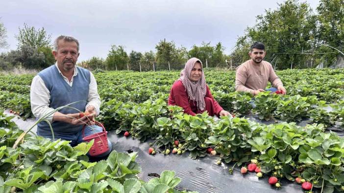Zirai dondan ateş yakarak kurtardığı çileğin hasadını  yapıyor