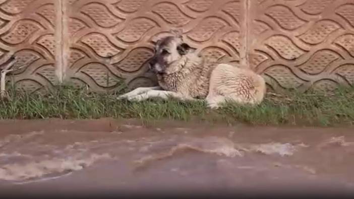 Kurtarılırken Oltu Çayı'na düşen köpek, 4 saatte kurtarıldı