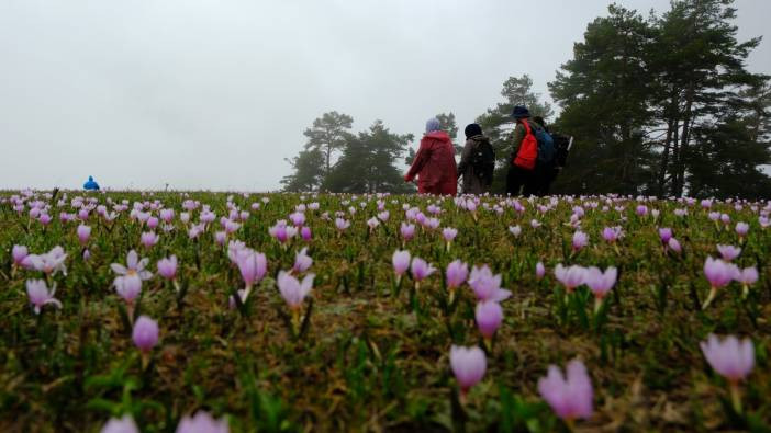 Gümüşhane'nin mor sümbüllü cenneti Damlı Köyü: Baharın renkleriyle nefes kesici rota!