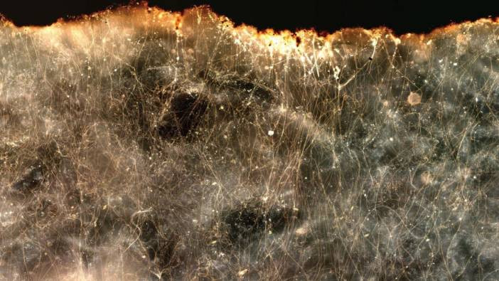 Elektrik ileten yeni bir bakteri türü keşfedildi