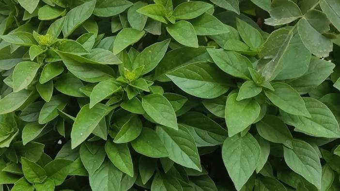 Sivrisineklerden rahatsız olduysanız pencere kenarına bu bitkiyi koyun yok olacaklar